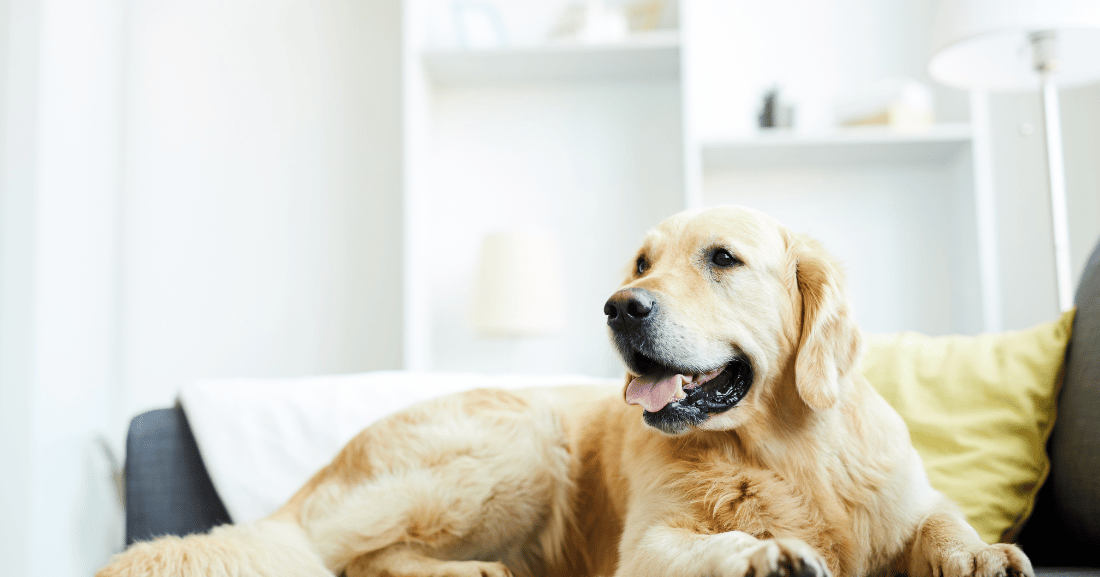 Benefits of Pet Safe Cleaning Supplies